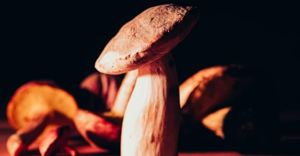mushroom