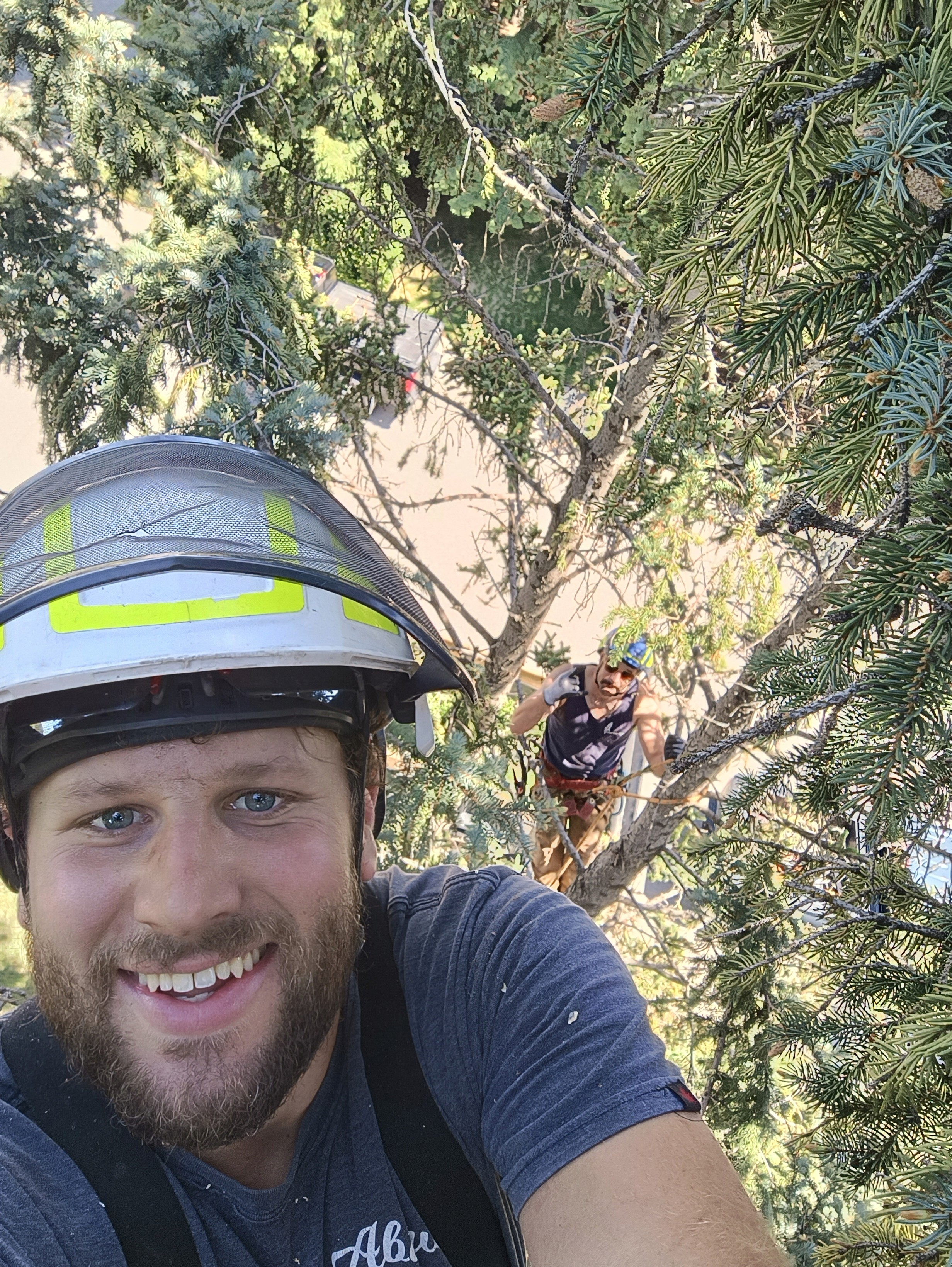 Tree Trimming