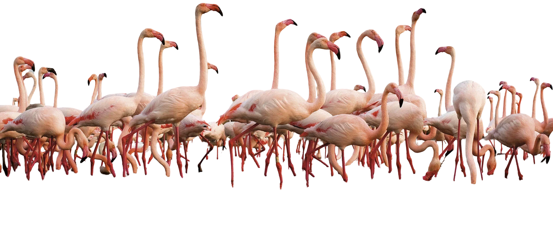 flamant rose en camargue