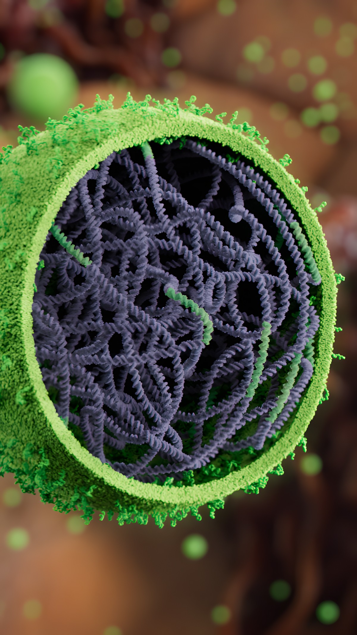 3D visualization of a cut-out lipid nanoparticle with a DNA construct