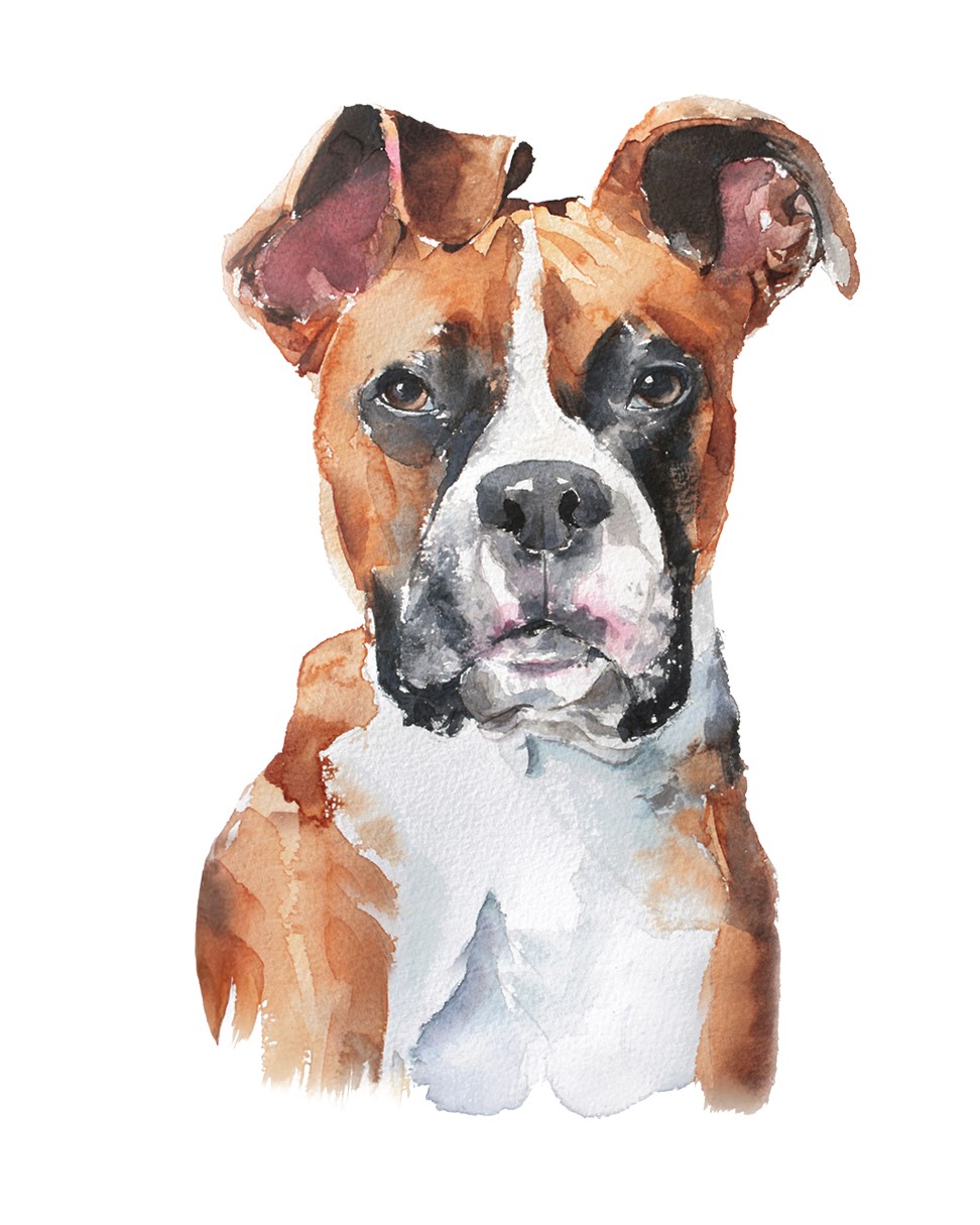 Watercolour painting of dog with pointed ears