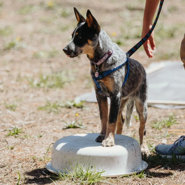 A puppy on lead is exercising on an pillow during a veterinary physiotherapy class