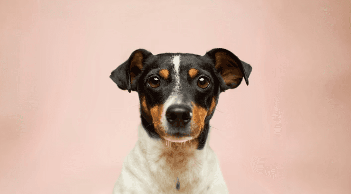 czarno biały pies o krótkiej sierści