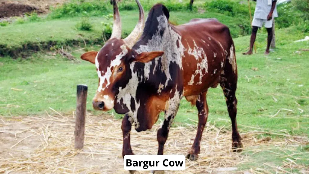 Bargur Cow Breed India.webp