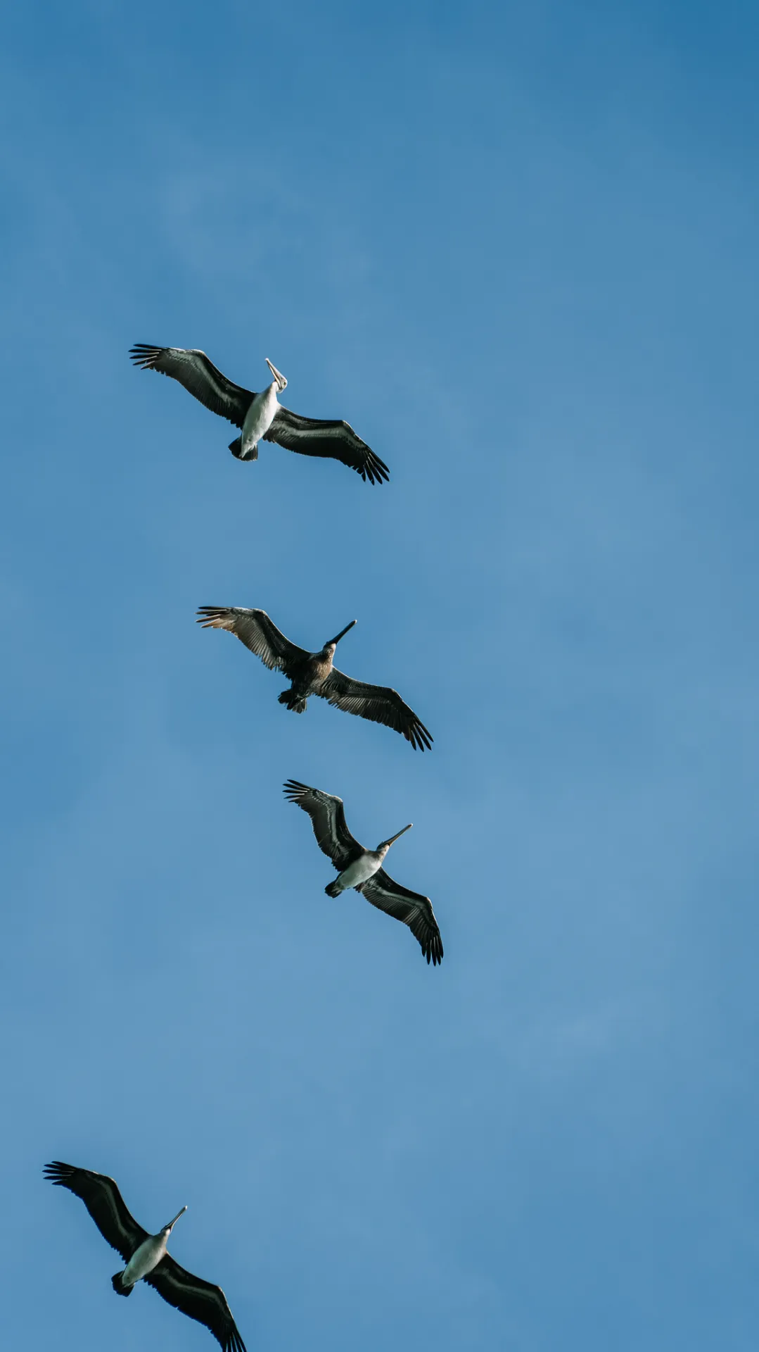 Brown pelicans flying across a clear blue sky in Costa Rica