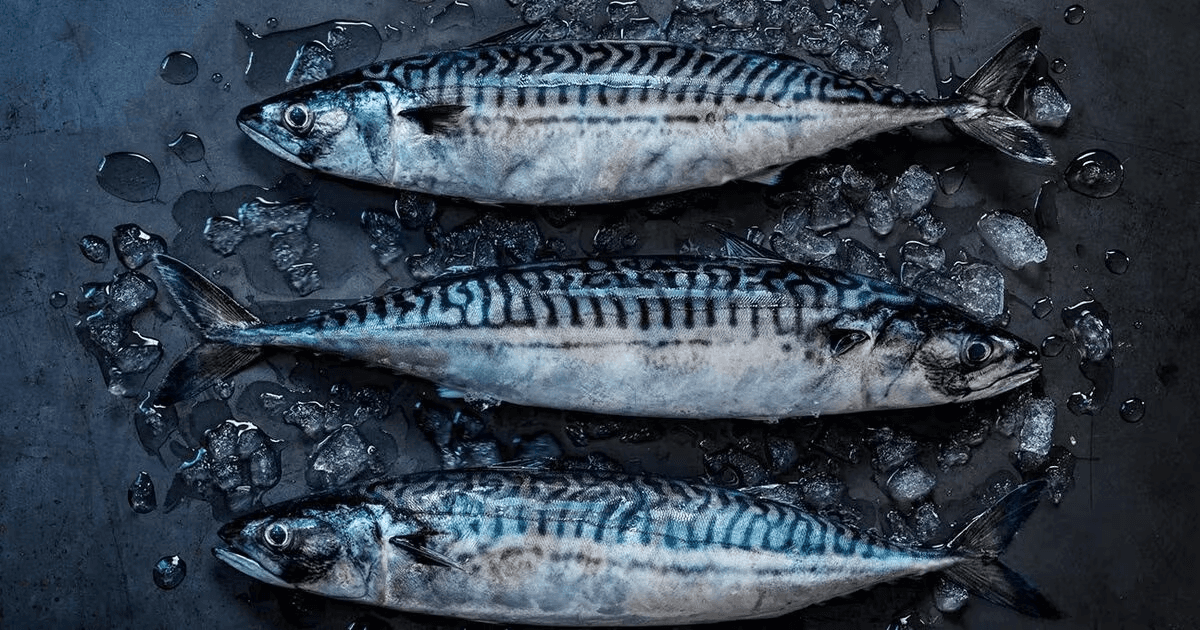 Mackerel