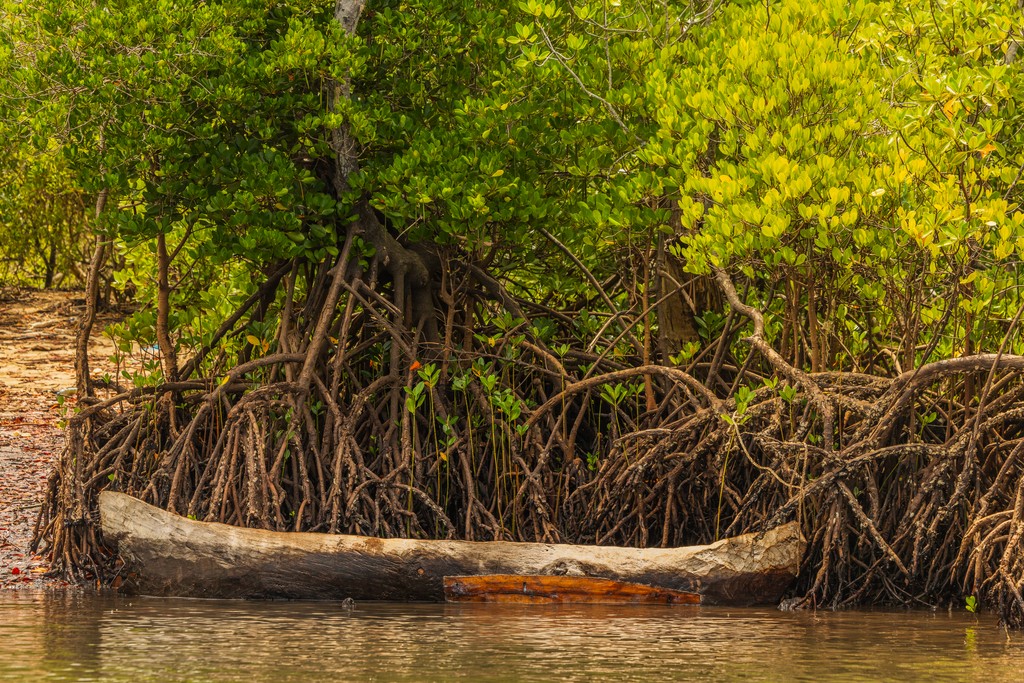 Boat in the mangroves. Photo credit Anthony Ochieng Onyango