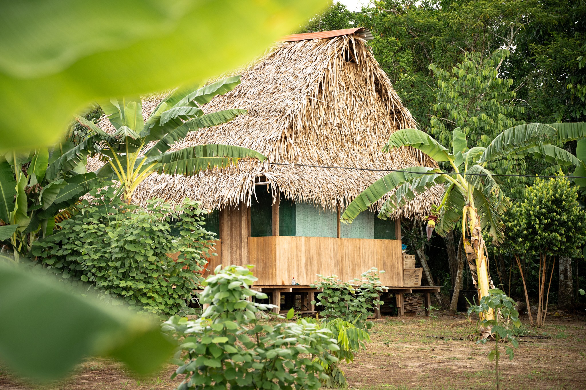 Immersive 30-day master-plant dieta retreat hut in the Shipibo-Konibo Amazon tradition for Trauma healing