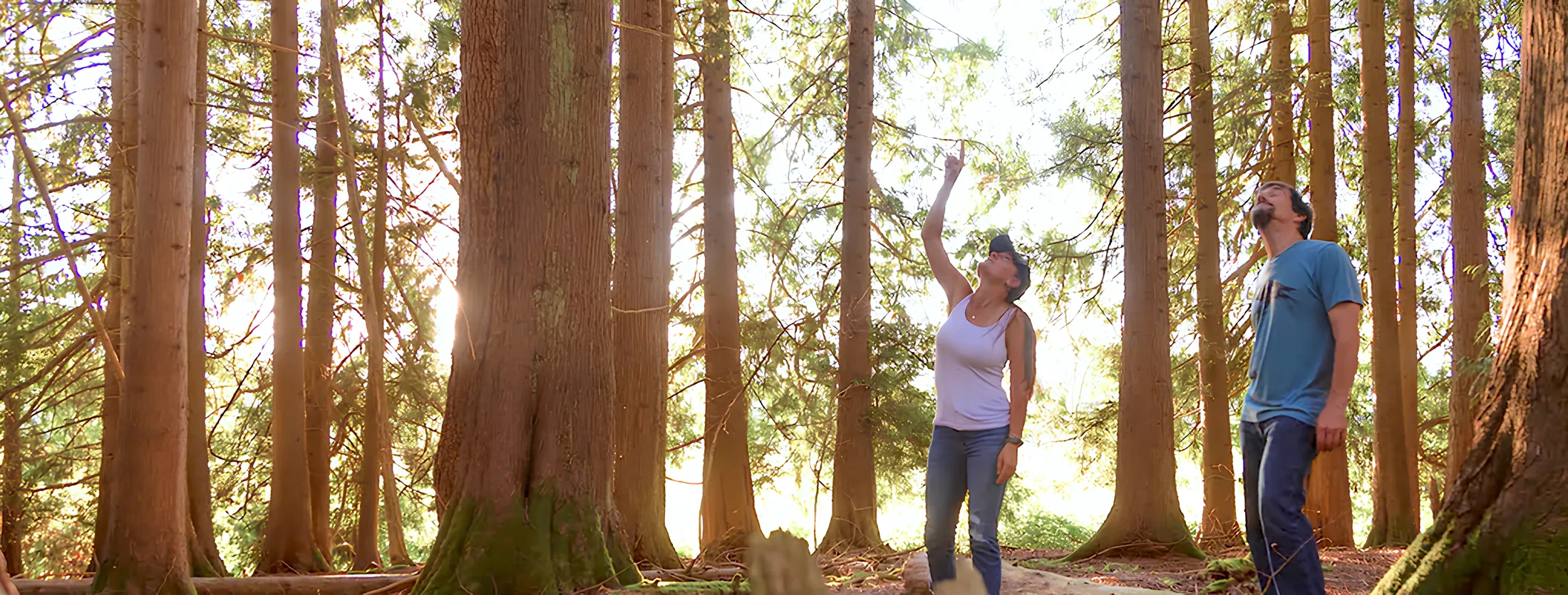 Two people standing among tall trees, looking up into the forest canopy at Rooted Northwest.