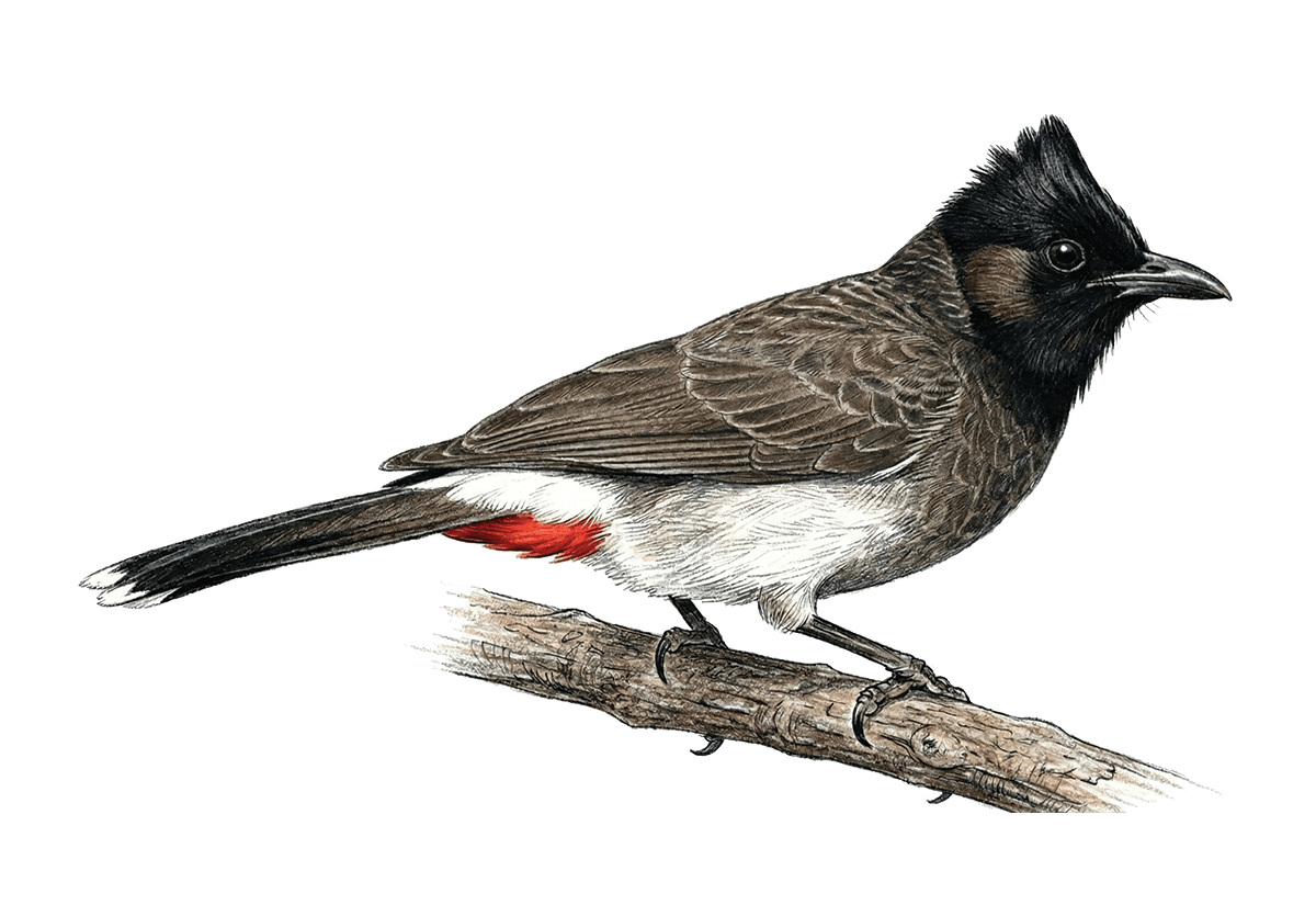 Red-vented Bulbul illustration