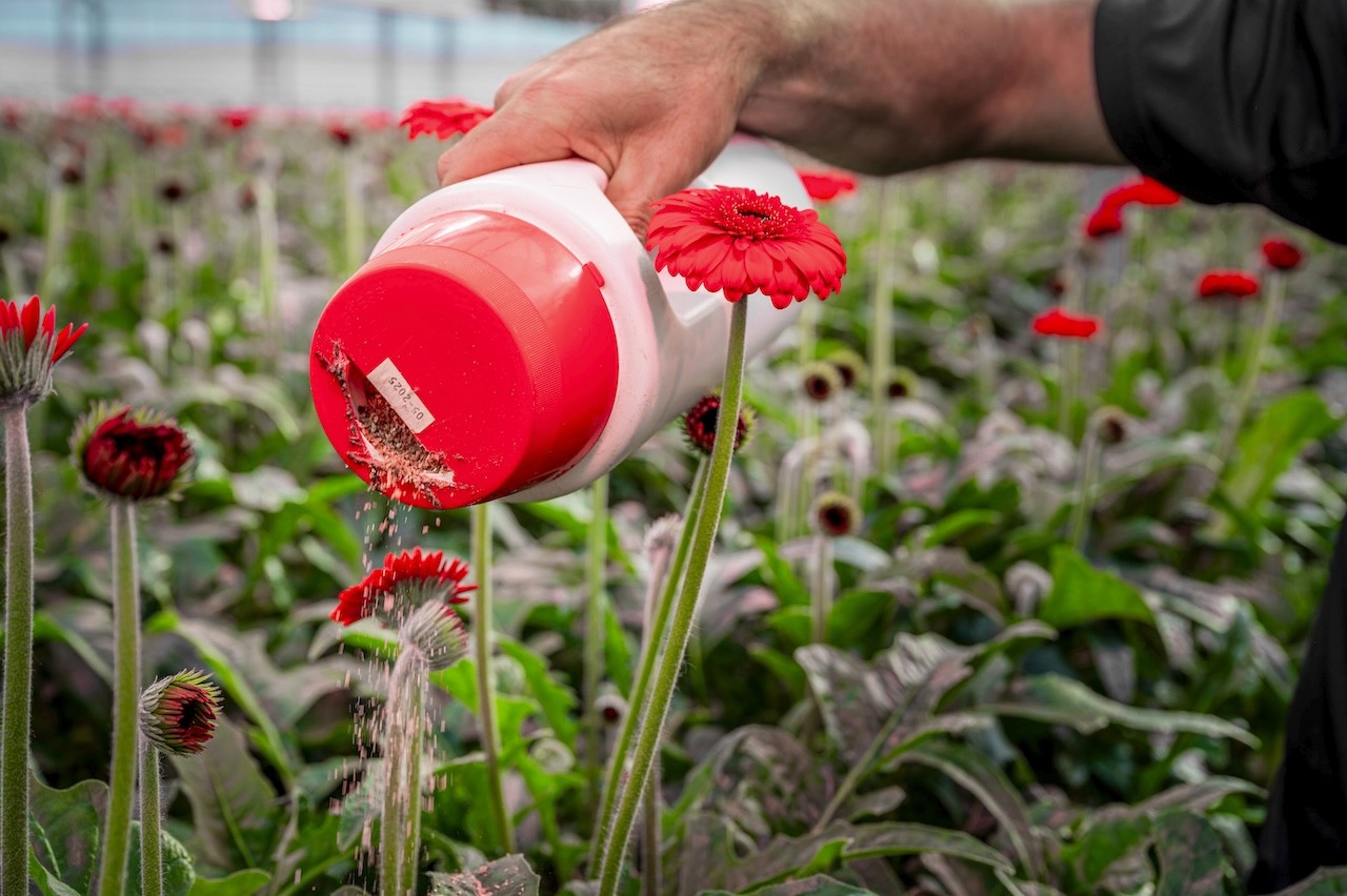 Jep! marketing project: BKV