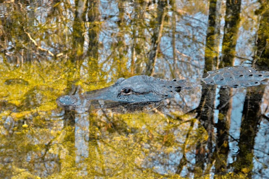 crocodile in everglades national park, usa