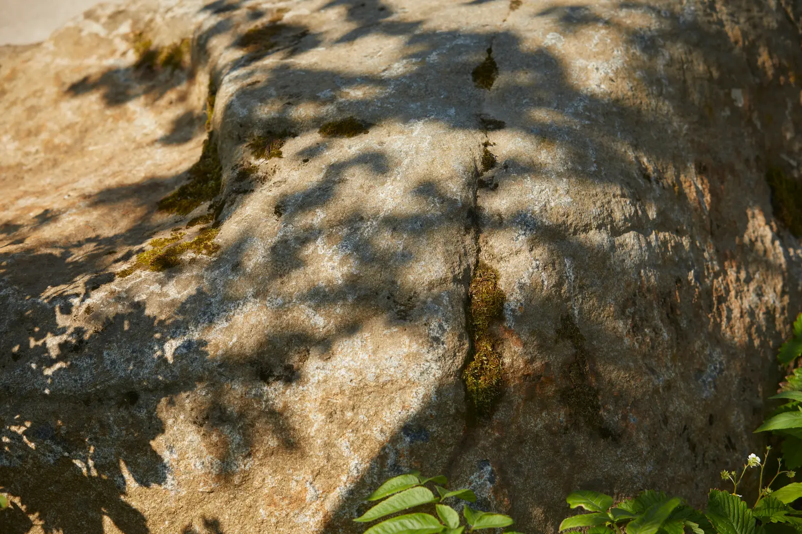 Close-up of a textured rock surface with shadows from nearby foliage casting an intricate pattern.