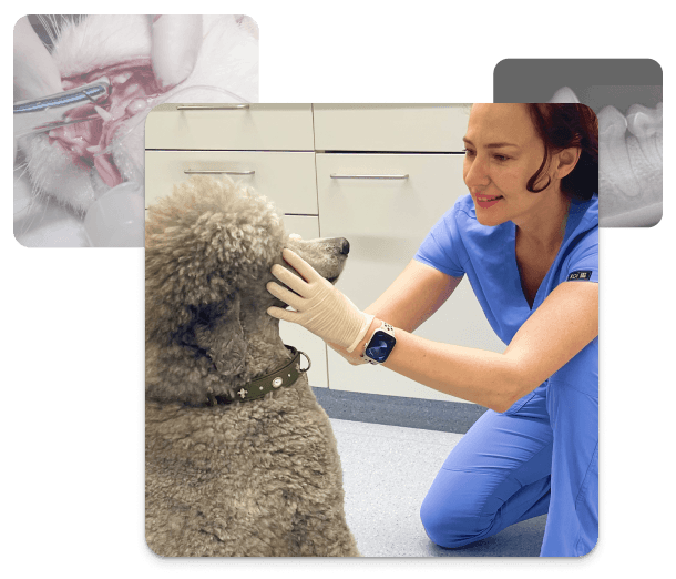 Collage aus Bildern zur tierärztlichen Zahngesundheit, die eine tierärztliche Zahnuntersuchung zeigen