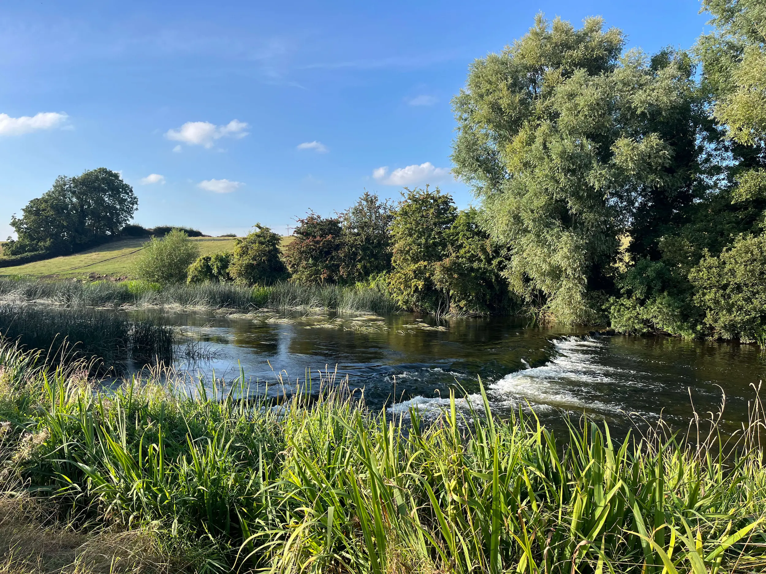 Fly fisher casting to a rising trout on the River Boyne at dusk, County Meath, Ireland