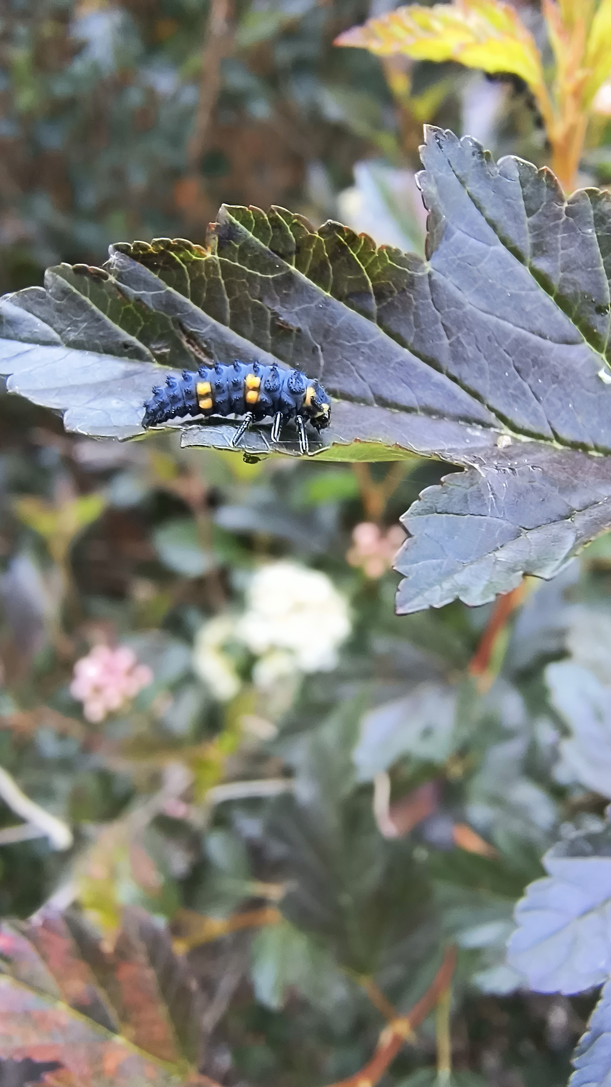 A bug on a leaf.