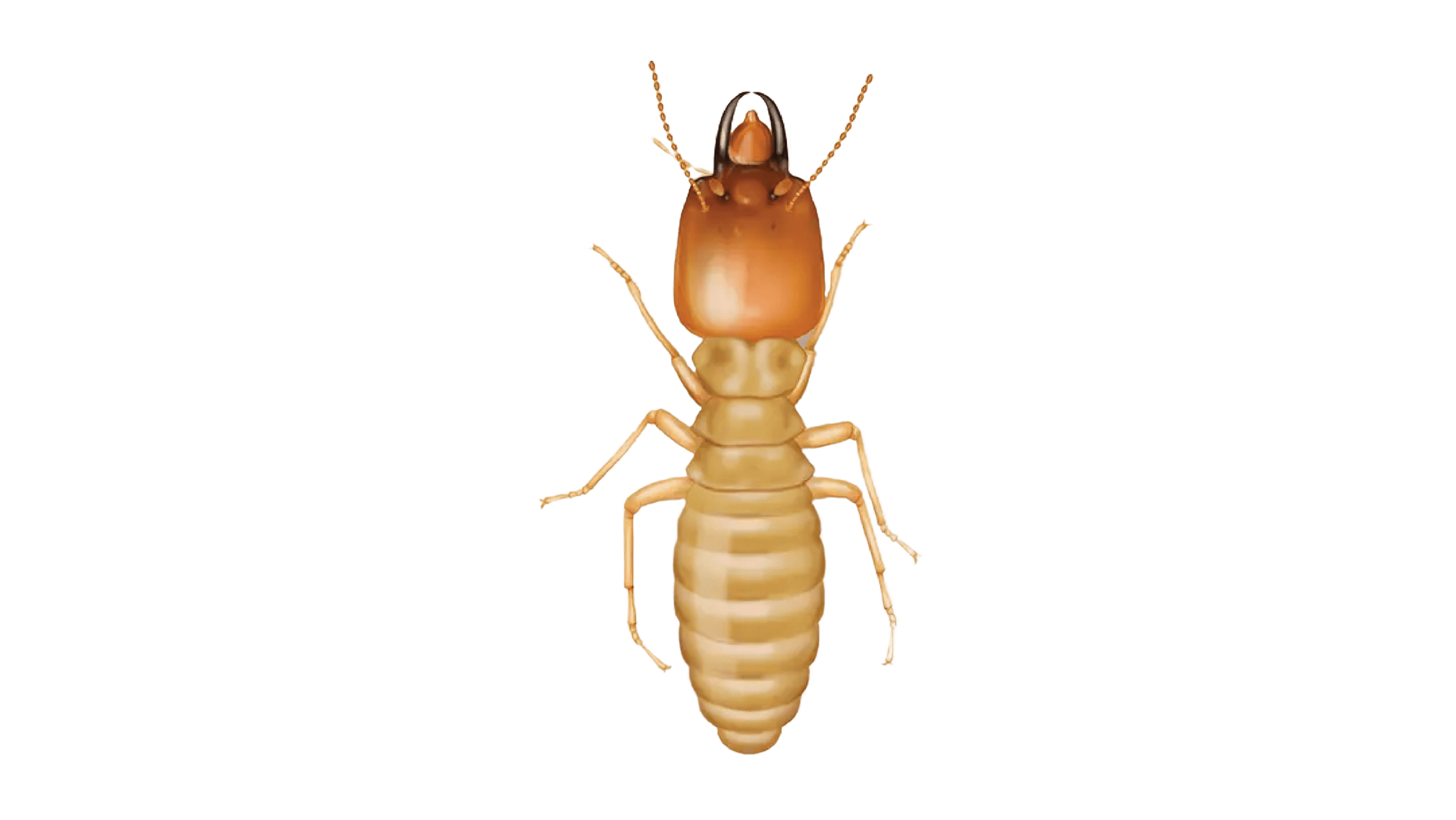 Termite