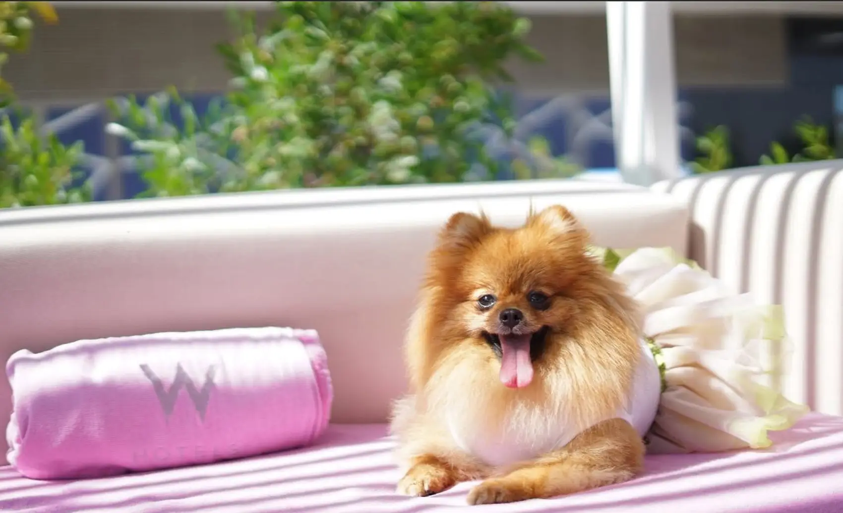 A guest room at W Dubai - The Palm, a pet-friendly beach resort on Palm Jumeirah with colourful interiors