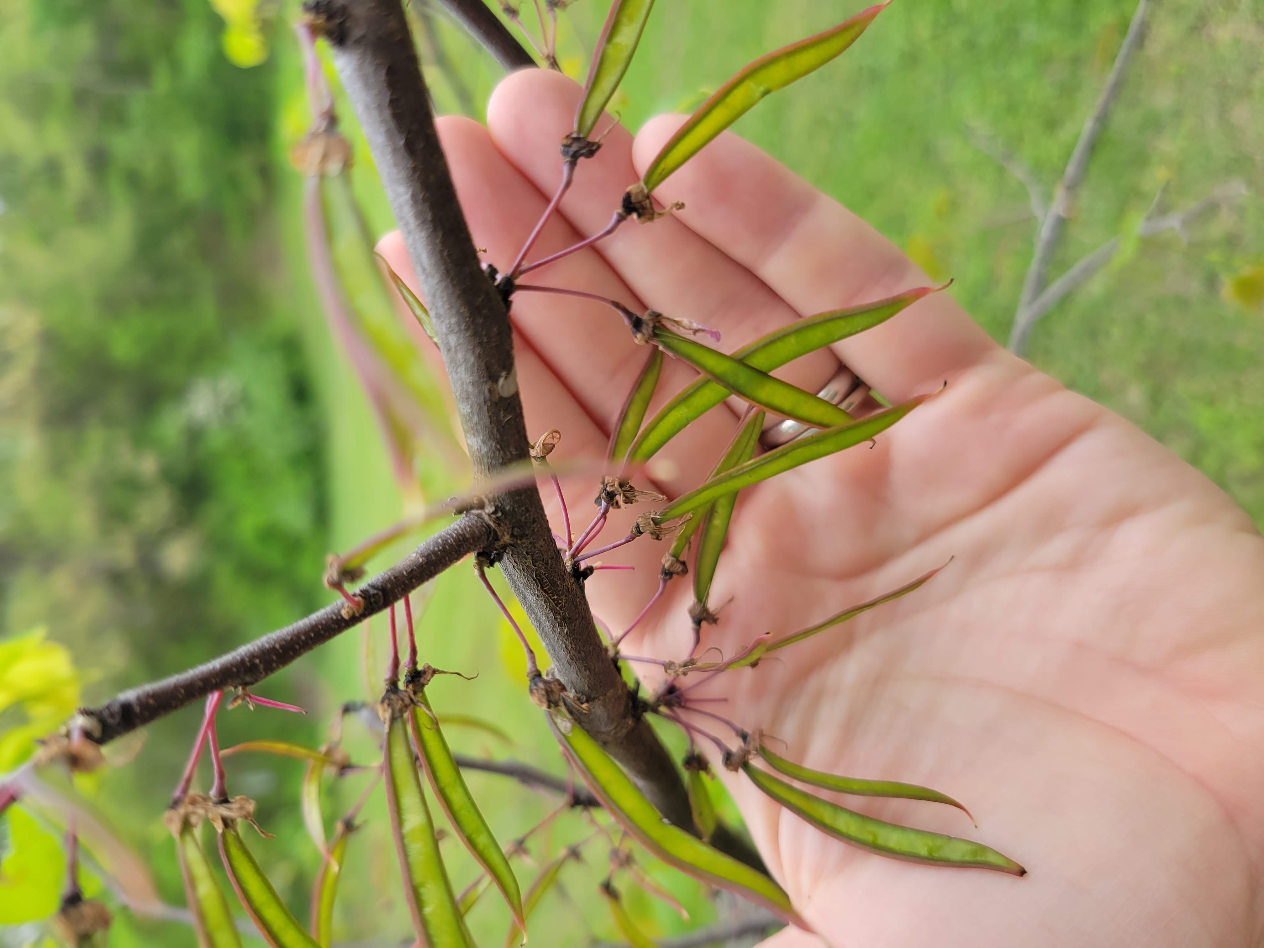 Group of students processing acorns together during a foraging class, representing shared learning and scholarship.