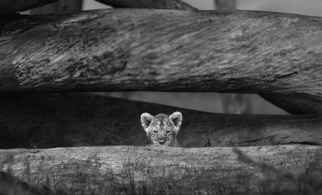 A lion cub peering through a gap between two large fallen timber logs, black and white
