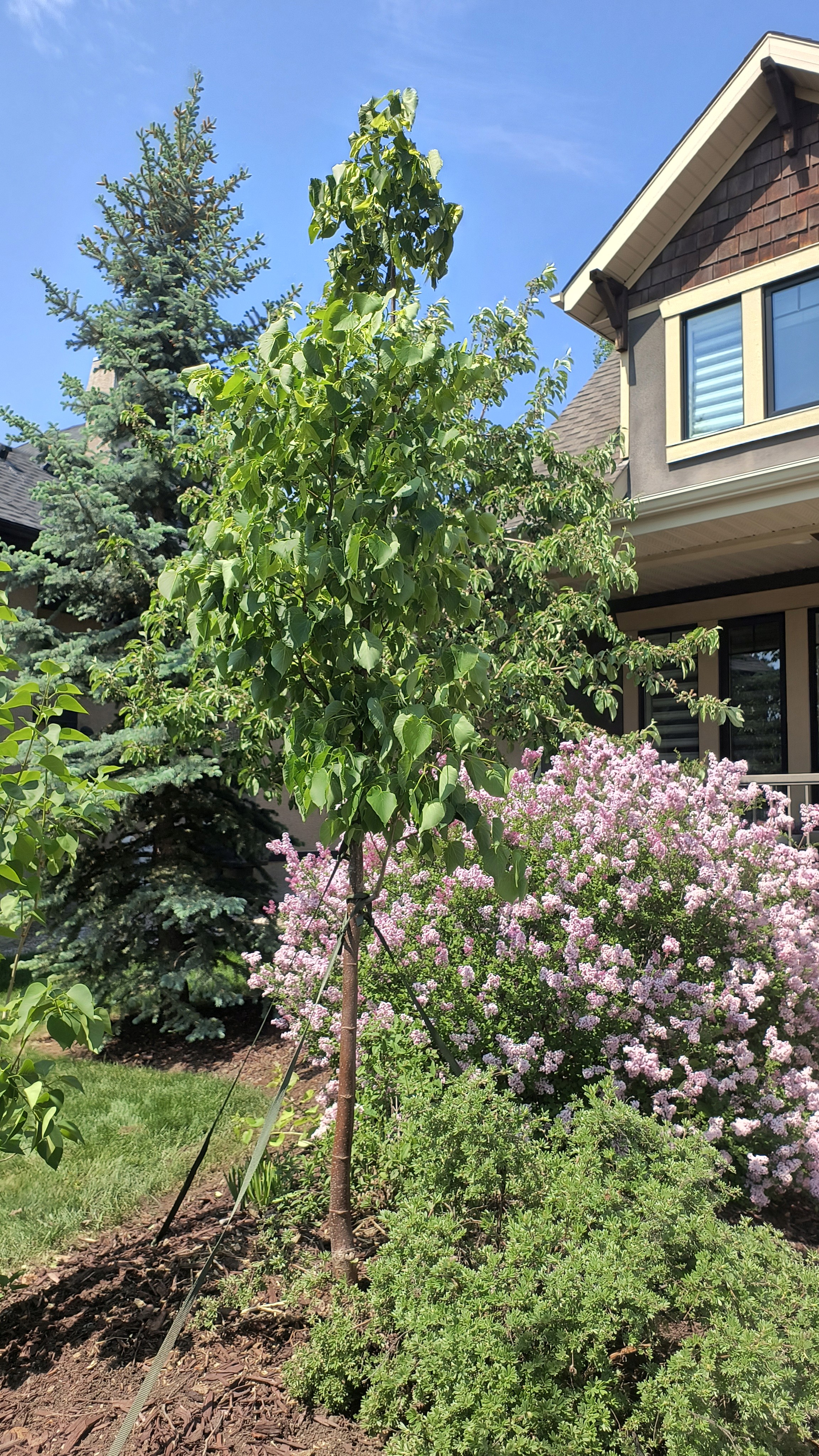 A newly planted linden tree.