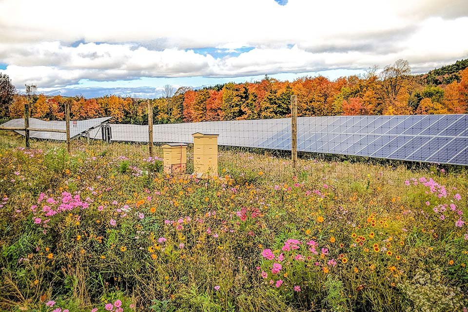 Beehives and wildflowers at an Encore solar site