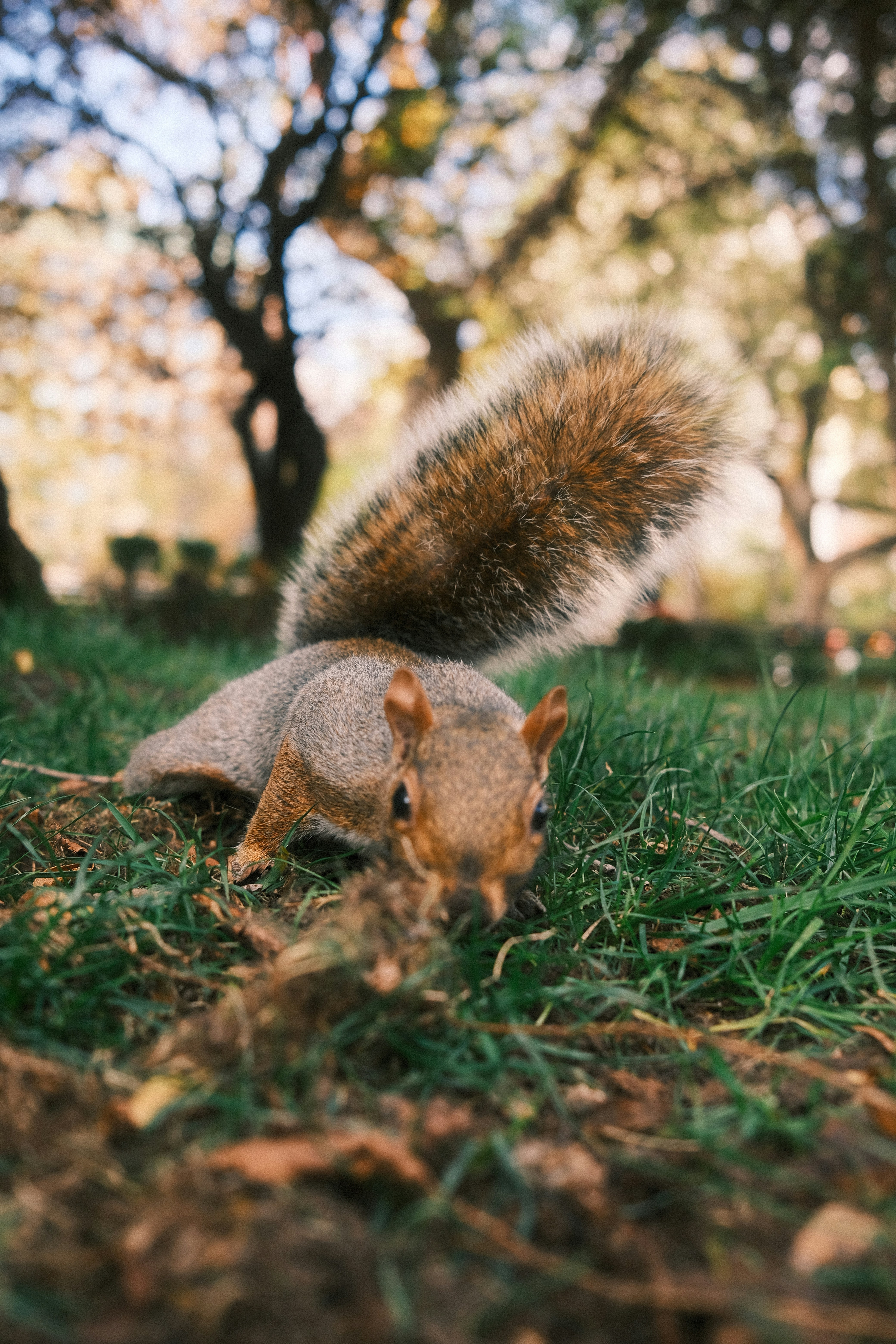 A squirrel foraging in the grass with trees behind.