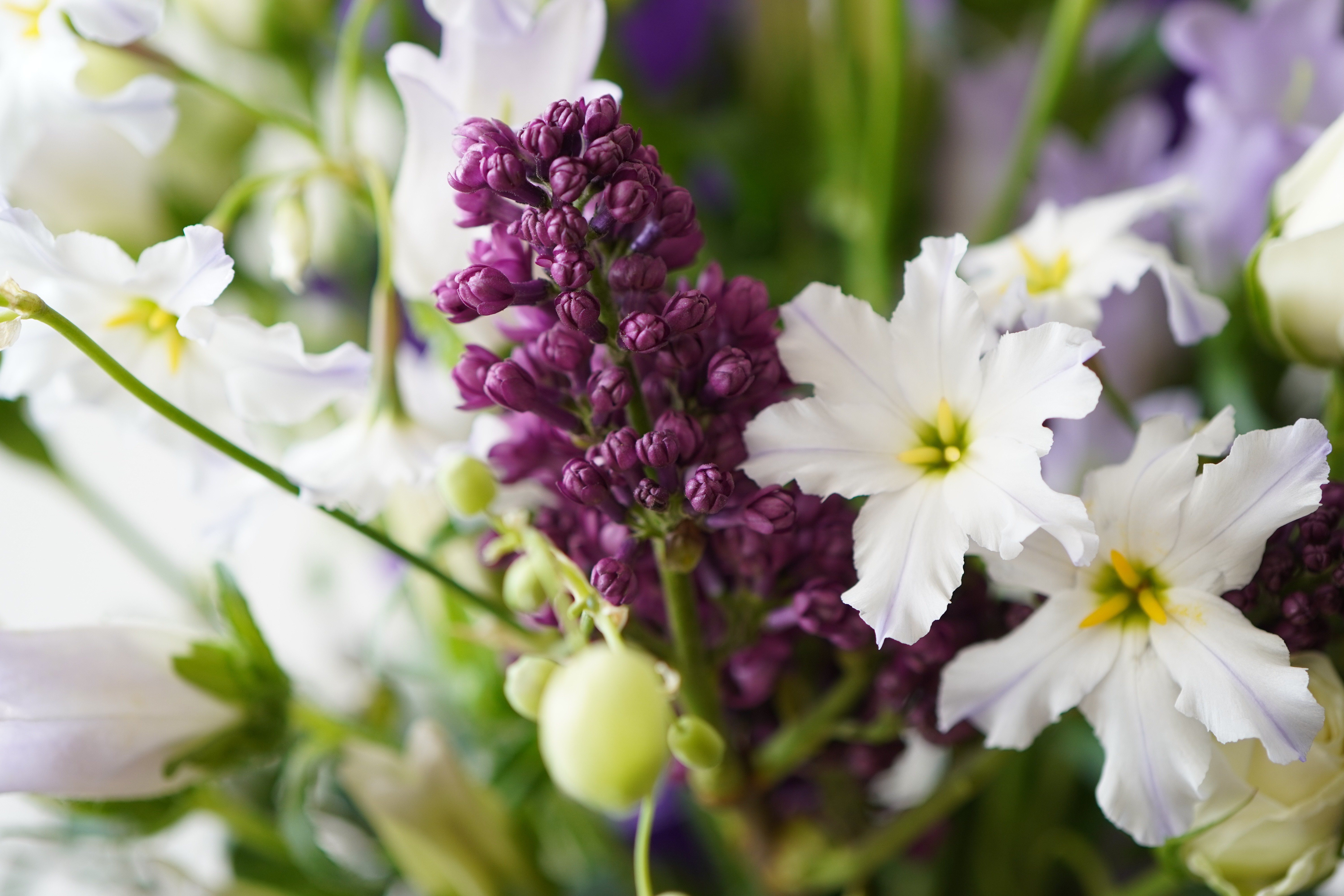 woman holding green leafed plant