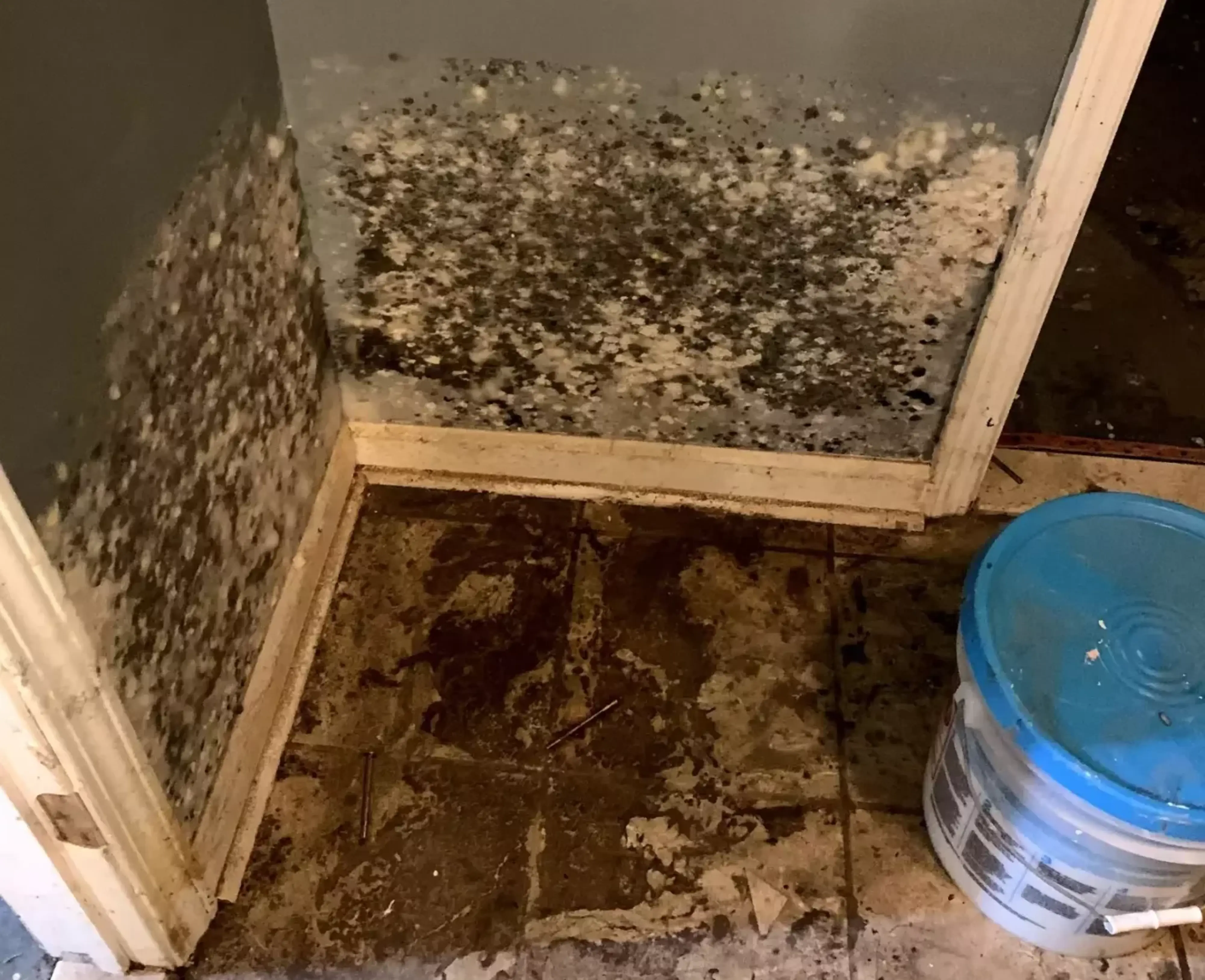 Climate Factors Contributing to Mold Growth in Marysville