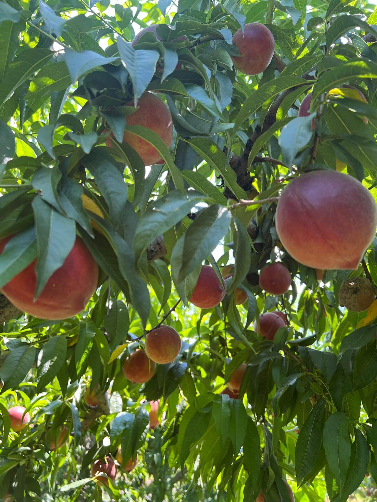 Large sun-ripened peach in orchard, Gabriela Fruit Greece.