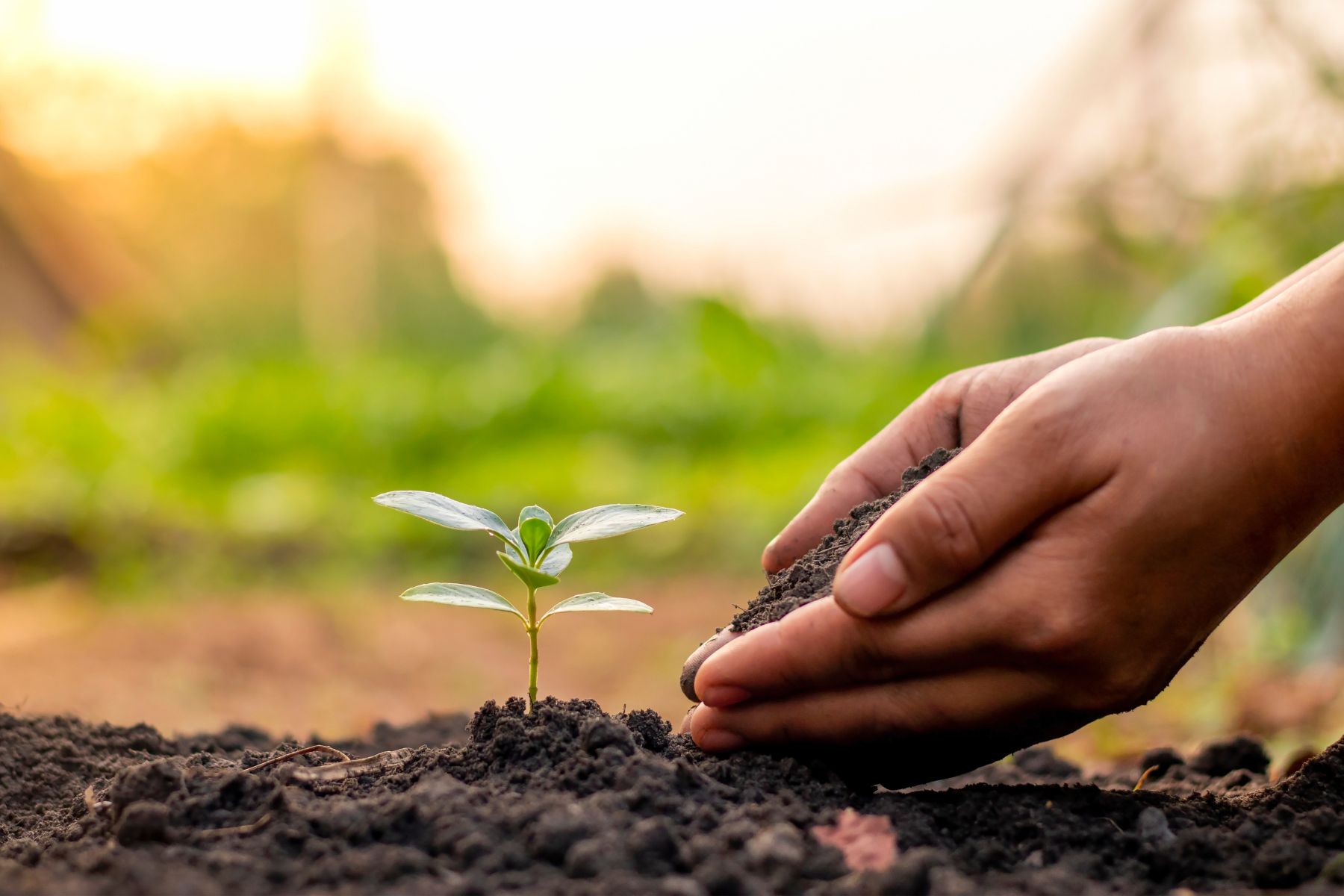 Does Soil Contribute to the Human Gut Microbiome?