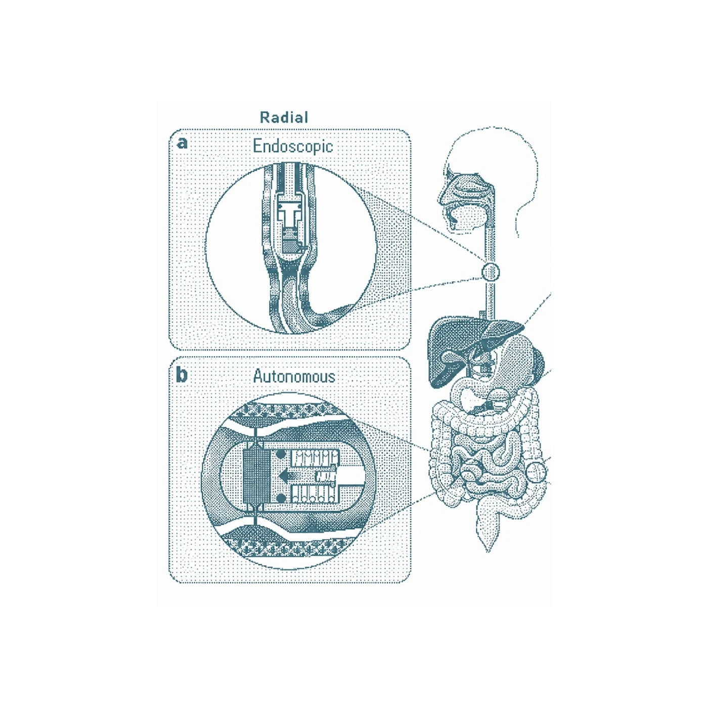 Scientific diagram of CapsulateSI capsule traveling through the GI tract