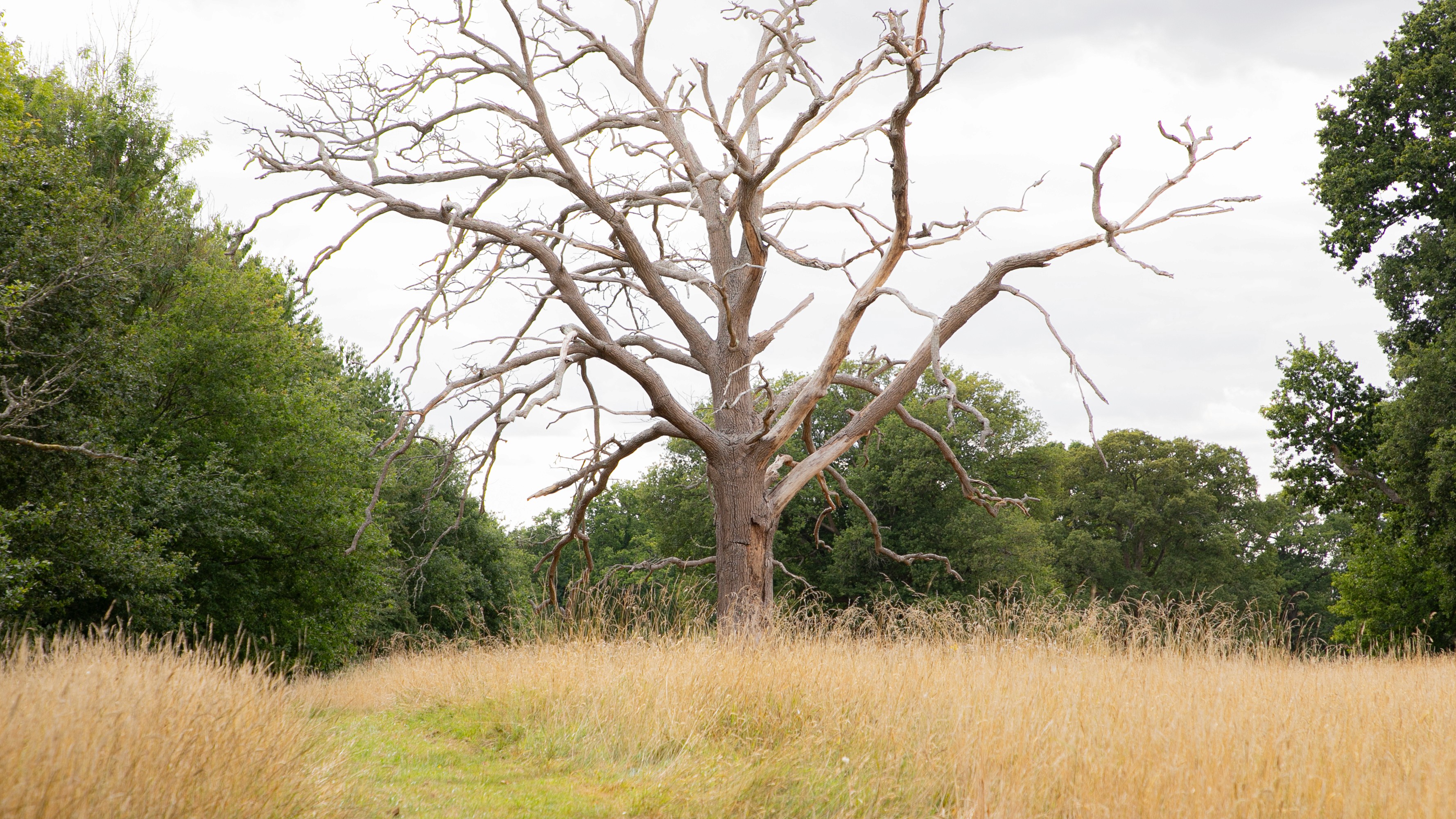 Two classic volkswagen beetles, one green, one cream.