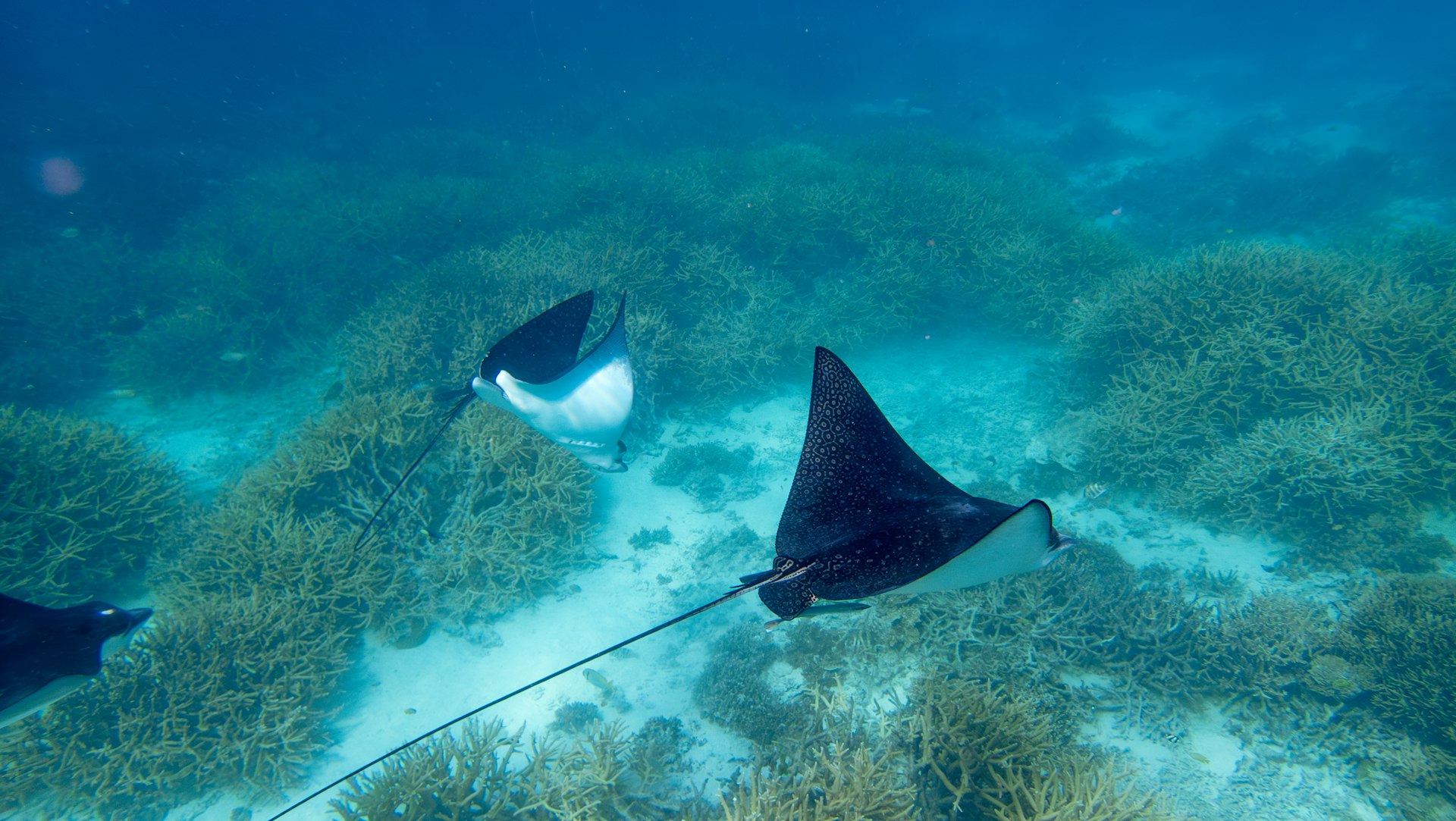 Spotted eagle rays gliding over a coral reef near Nusa Lembongan