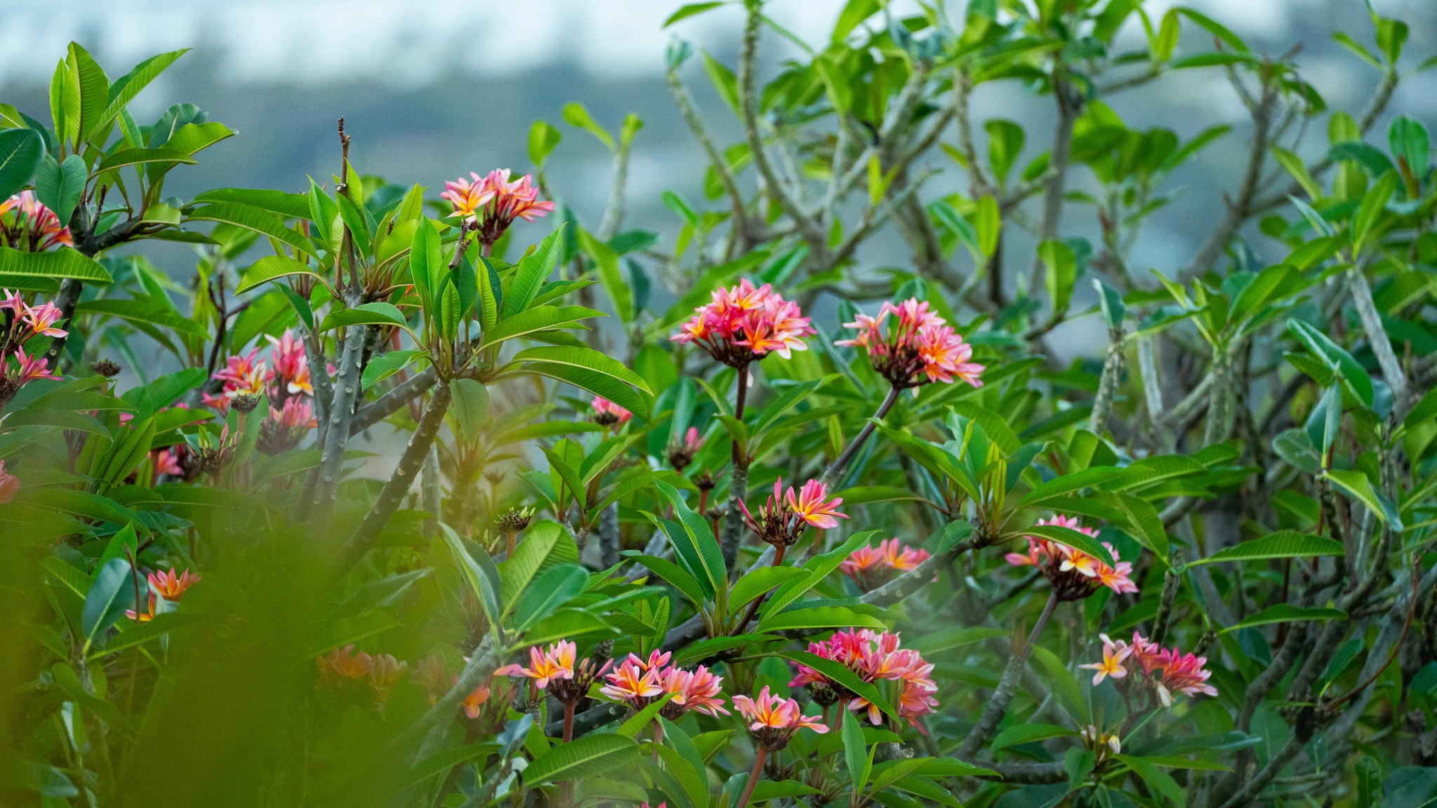 Landscaping Maintenance hawaii