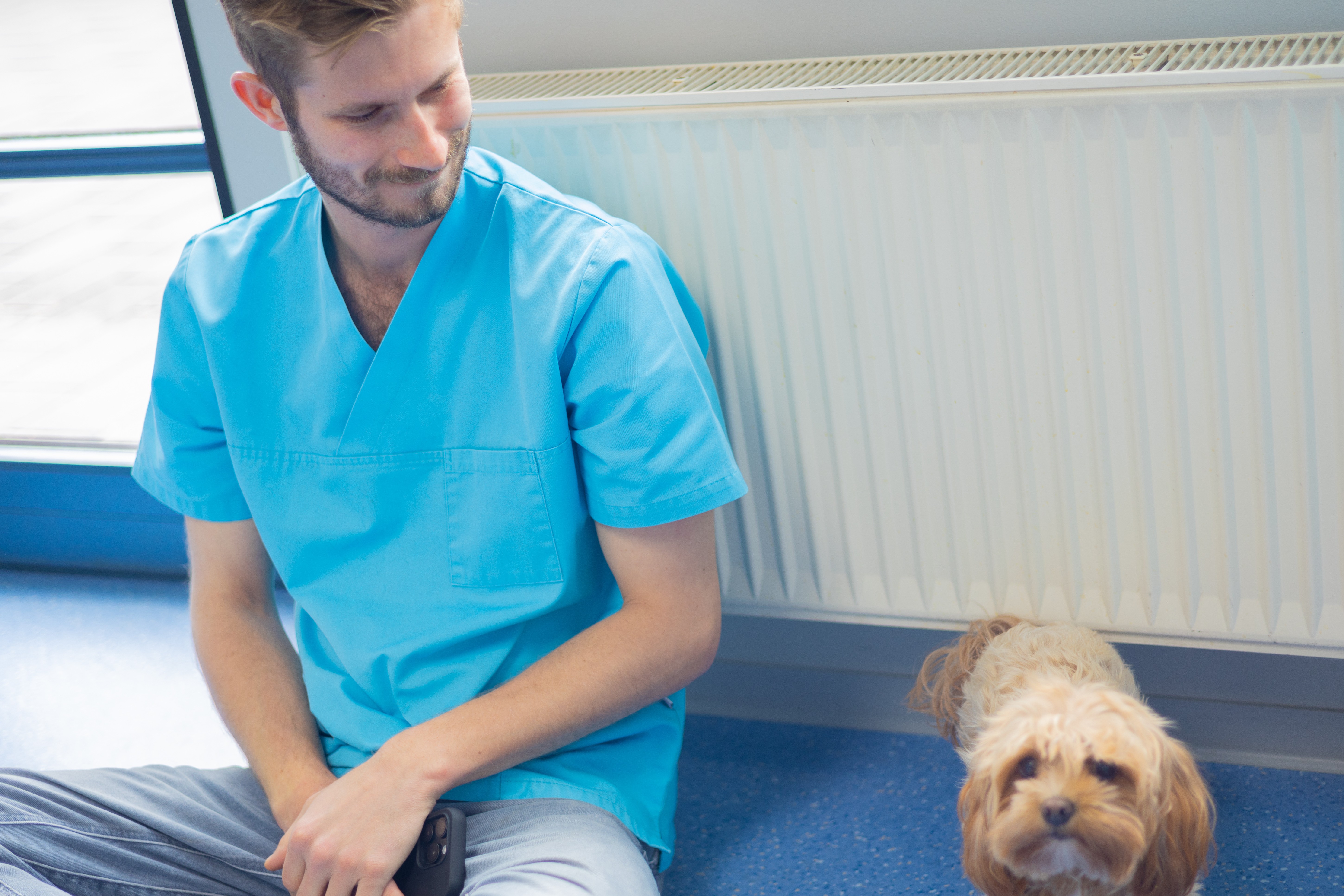 Ein Tierarzt in blauer Kleidung sitzt in einer Tierarztpraxis und blickt auf einen kleinen Hund.