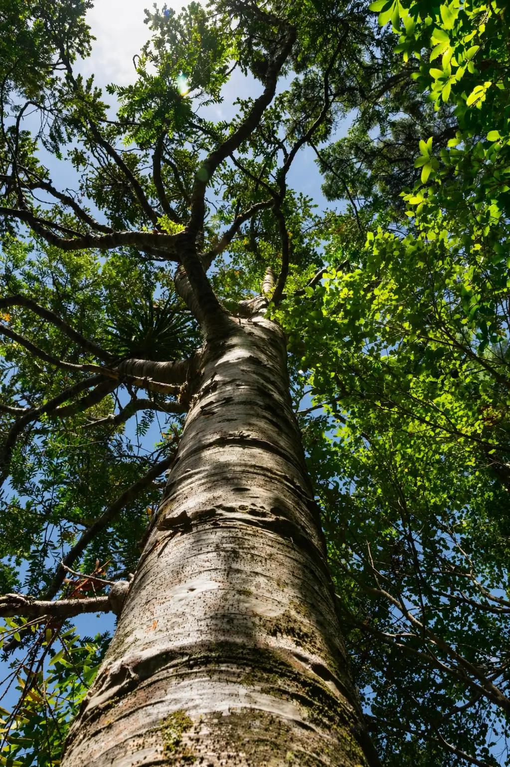 Baumkrone eines großen Baums
