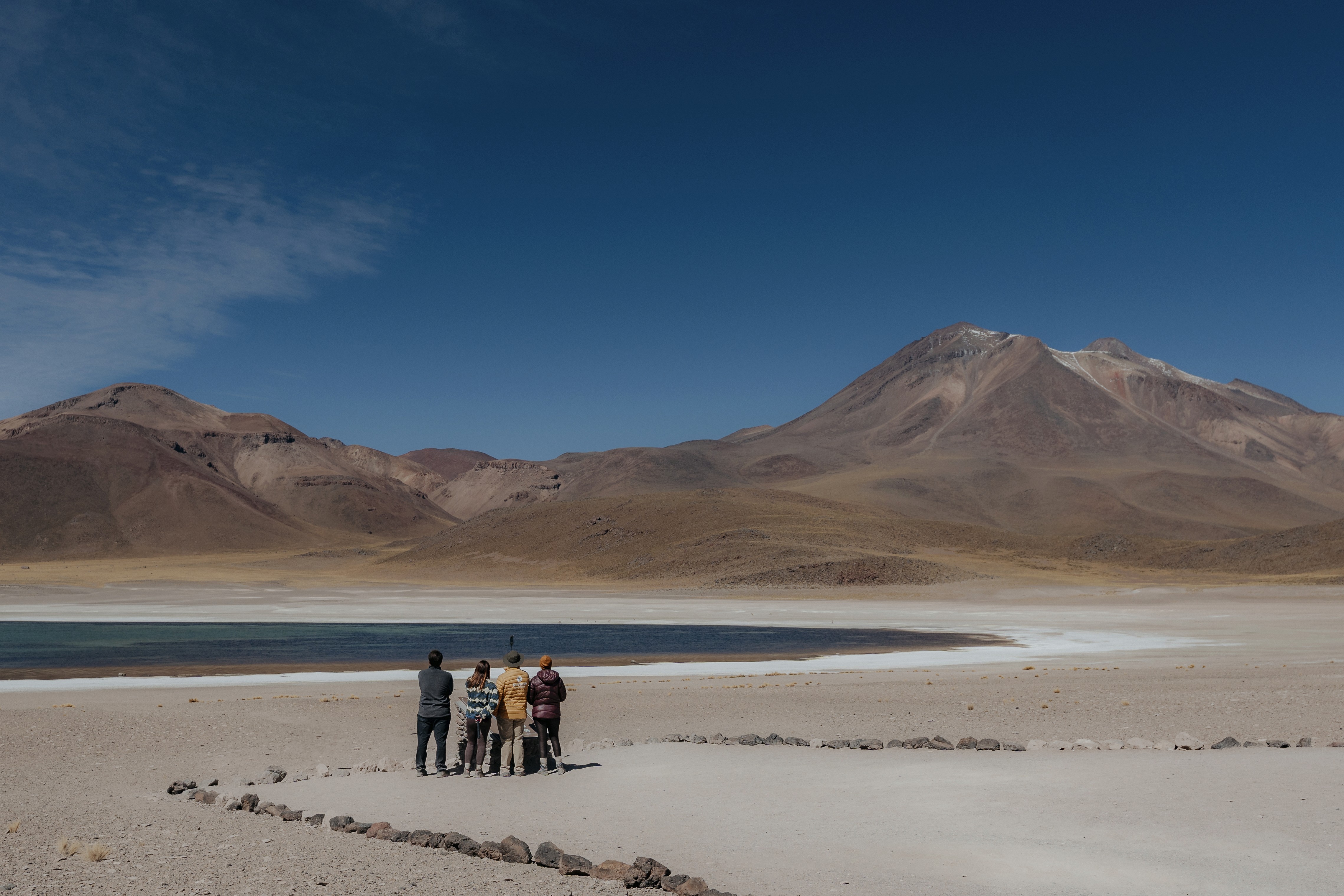 animal running on field