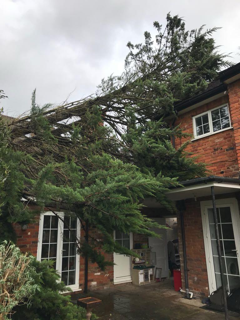 a-large-tree-has-fallen,-blocking-the-road-with-debris.-a-red-car-is-nearby. - mike-bird (pexels)