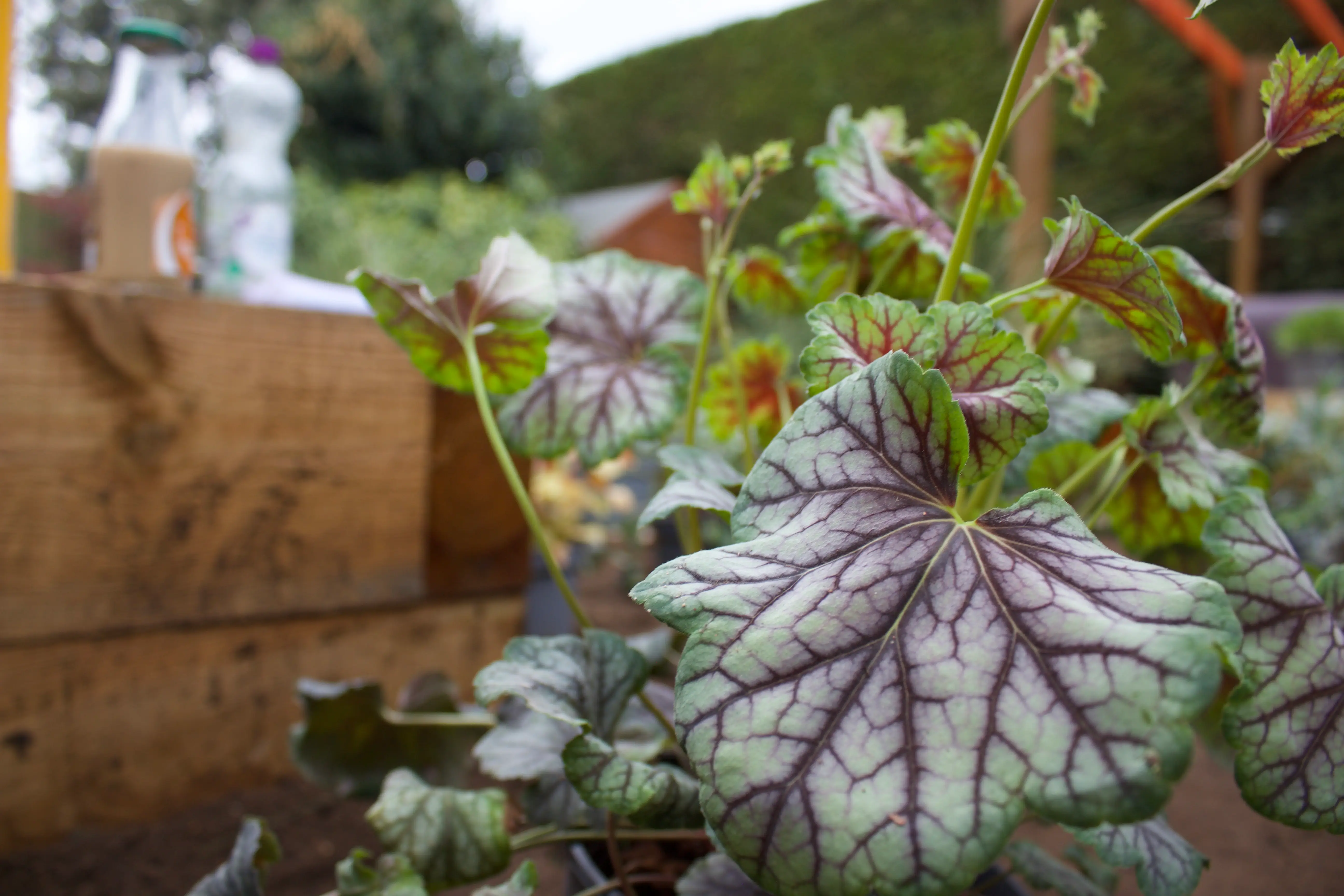 A close-up of colorful leaves with purple veins, set against a blurred garden background.