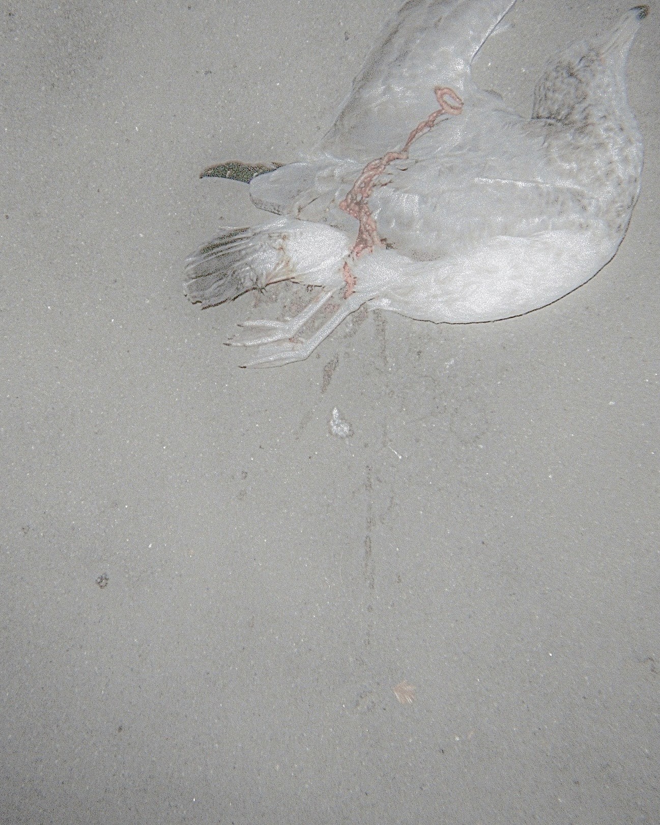 UNTITLED. FALL 2024. UNKNOWN, CA. KODAK FILM.