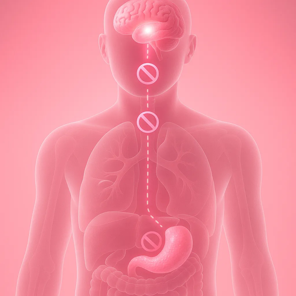 Pink semi-transparent human torso showing glowing brain and stomach connected by a dashed line with ‘no entry’ symbols, illustrating inhibitory somatostatin signaling