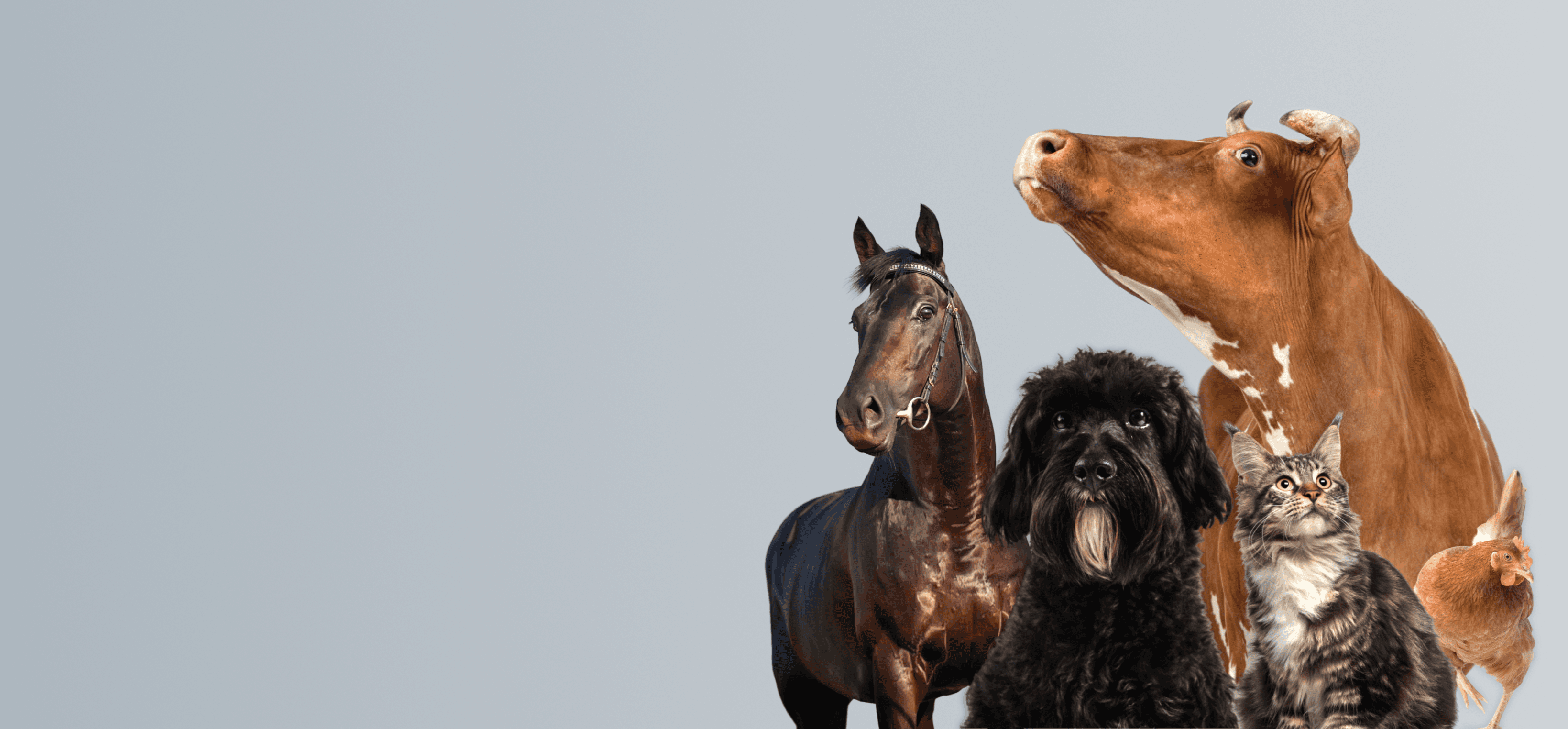 Image pleine écran figurant un cheval, une vache, un chien, un chat et une poule
