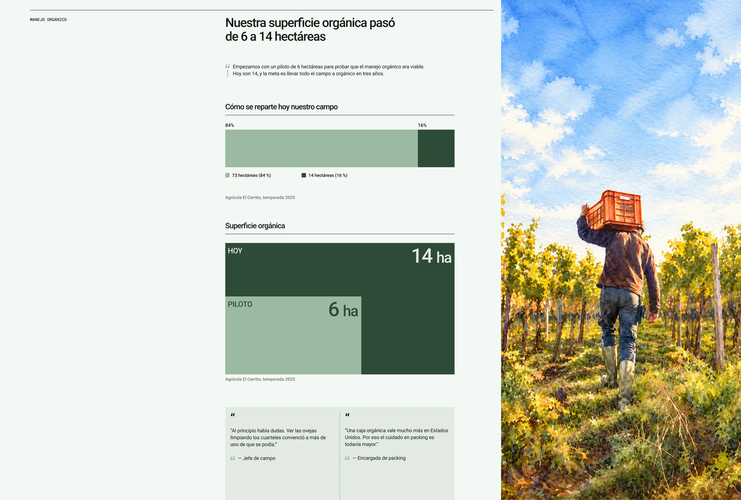 Reporte de la intranet sobre el avance orgánico de Agrícola El Cerrito, de 6 a 14 hectáreas, con gráficos y citas del equipo.