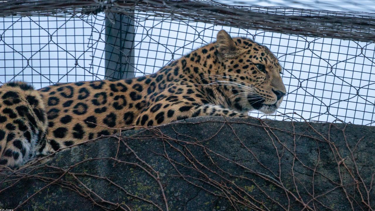Leopard Resting