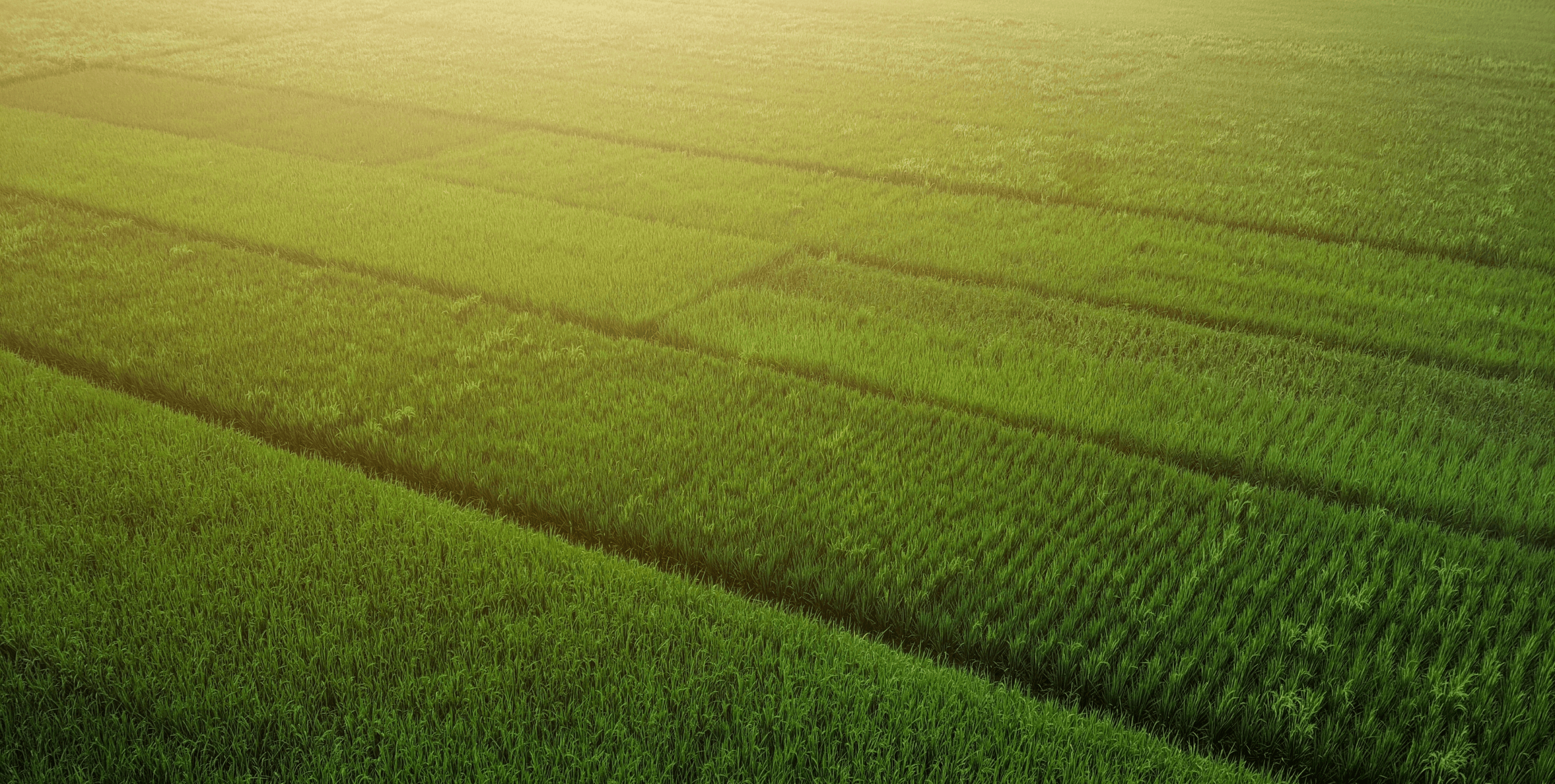 Vast green agricultural fields with rows of crops bathed in warm sunlight.