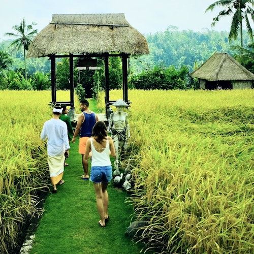 人們走在一條通往茂盛綠色稻田的小徑上，朝著一個茅草屋頂的門口走去，背景有小屋和樹木。