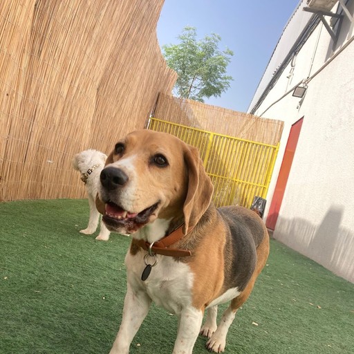 Playful dog interacting outdoors at a facility specializing in quality pet grooming Dubai.