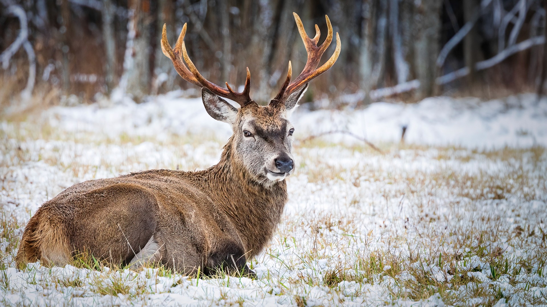 Wildlife in quiet repose, watching. Cover image for Introverts Are Not the Problem. Photo by Mats Soomre. #MomentsBySoomre