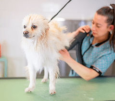 A white dog standing on a grooming table while a groomer trims its fur with scissors.